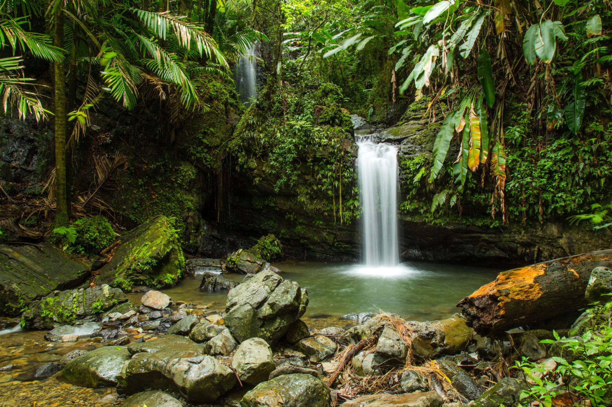 An image of a waterfall surrounded by green plans, moss, and rocks in the rainforest.